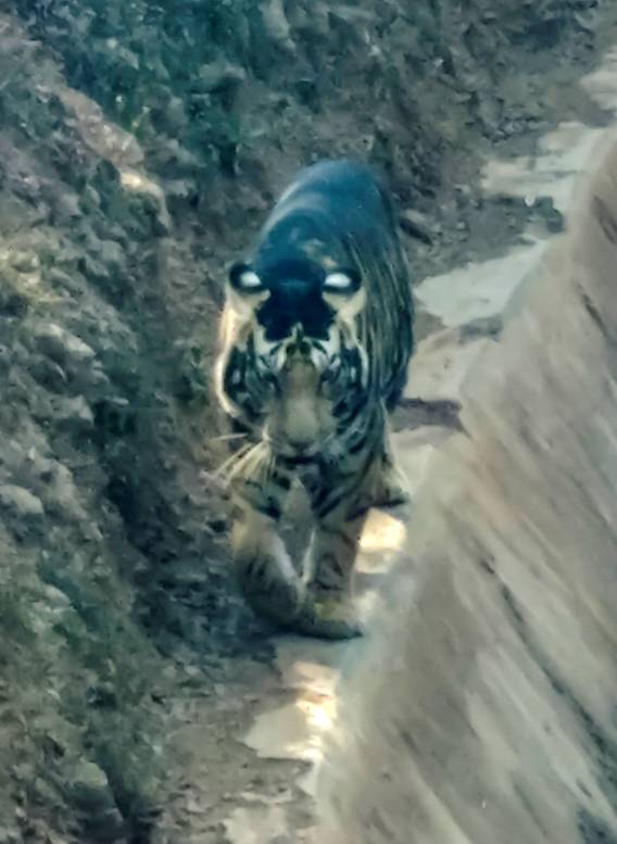 Photos Rare Black Tiger Spotted In Odisha